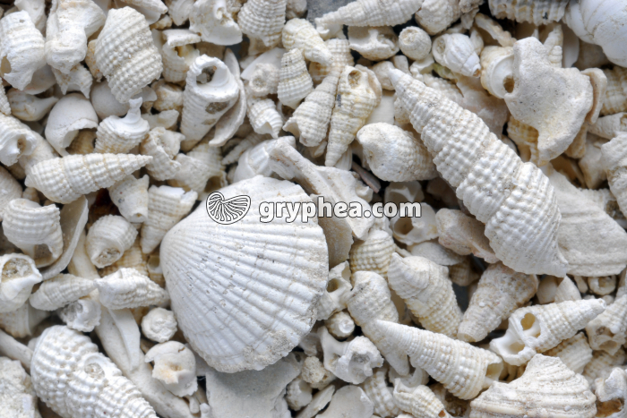 Sable fossilifère - Etampes (Essonne) x2 - gryphea.org